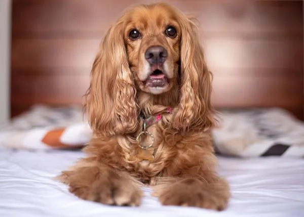 Un estudio sobre los Cocker Spaniel Inglés identifica los principales problemas de salud de esta raza