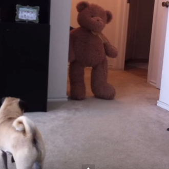 Karma instantáneo o la venganza del Carlino asustado