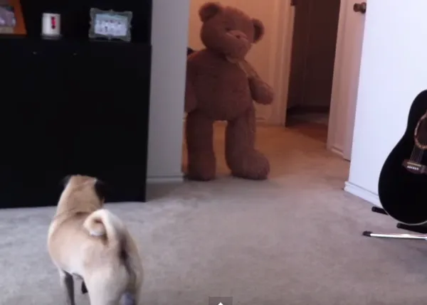 Karma instantáneo o la venganza del Carlino asustado