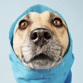 Una fotógrafa confinada y una perra paciente, los retratos 