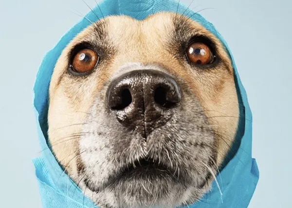 Una fotógrafa confinada y una perra paciente, los retratos 