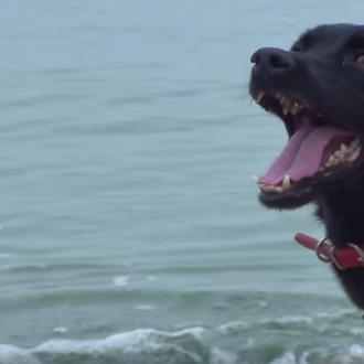Momentos de felicidad y libertad en la playa para los …