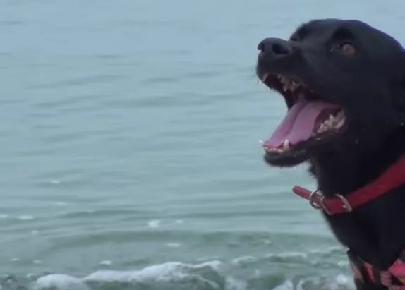 Momentos de felicidad y libertad en la playa para los perros de La Lliga