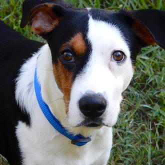 La terapia hormonal en un perro castrado logra mejoras significativas …