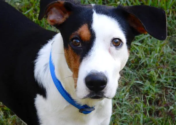 La terapia hormonal en un perro castrado logra mejoras significativas en su salud y comportamiento