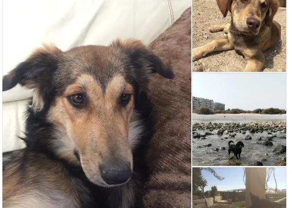 El desgarrador dolor de un hombre al que le han matado sus perros a palos antes de tirarlos a una balsa