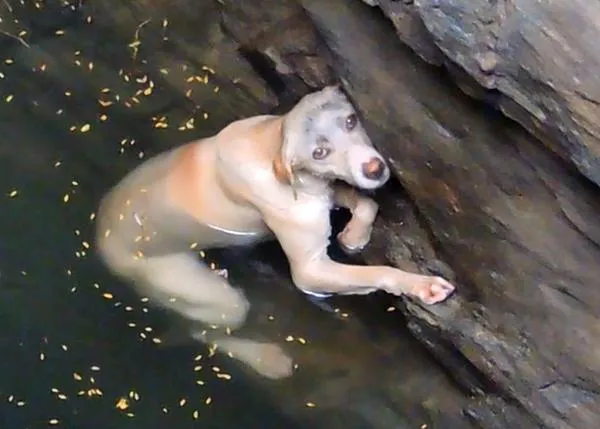 Salvan a una perra que estaba a punto de morir ahogada en un profundo pozo