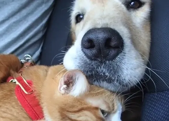 Los viajes en coche de una Golden y su amigo gato: arrumacos y expresiones impagables