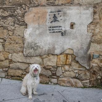 Los perros saben distinguir entre diferentes idiomas: utilizan El Principito …