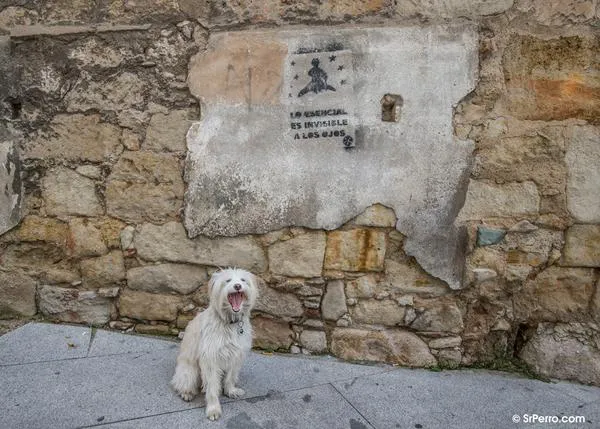 Los perros saben distinguir entre diferentes idiomas: utilizan El Principito para confirmarlo