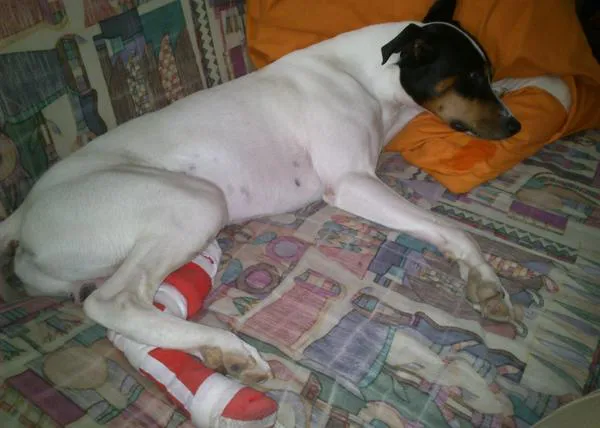 Ojo con las rejillas de ventilación: pueden lastimar seriamente las patas de los canes