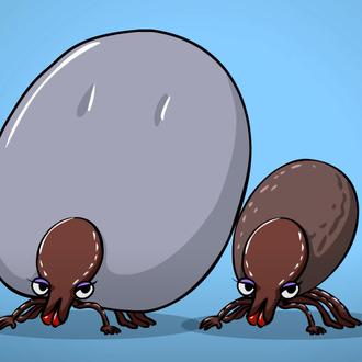 Mitos y verdades sobre las garrapatas: peligrosos parásitos que están …