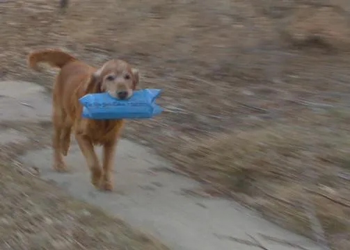El mejor vecino: un perro lleva cada mañana el periódico a las casas de su barrio