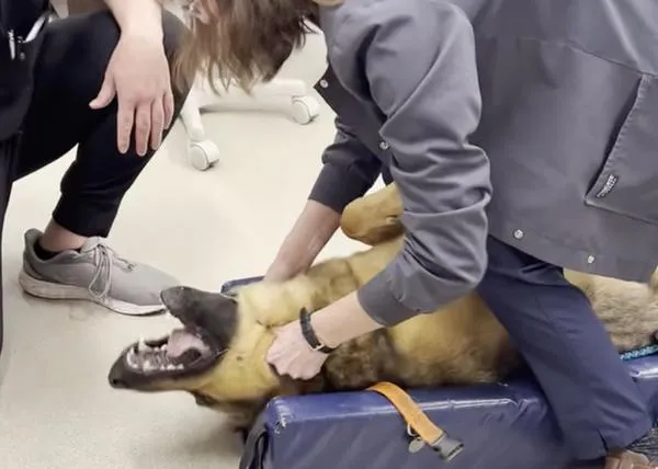 El peligro de dar juguetes a un perro que sean del tamaño equivocado o hacerlo sin supervisión