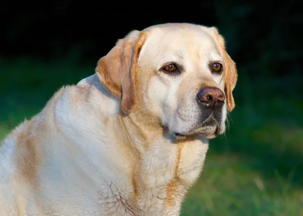 ¿Por qué son tan glotones tantos Labradores? Una mutación genética hace que tengan más hambre y quemen menos calorías