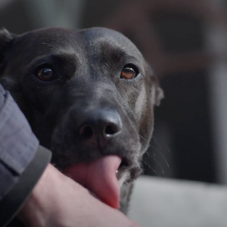 #VínculosQueDanVida: retratos de cómo los perros transforman la vida de …