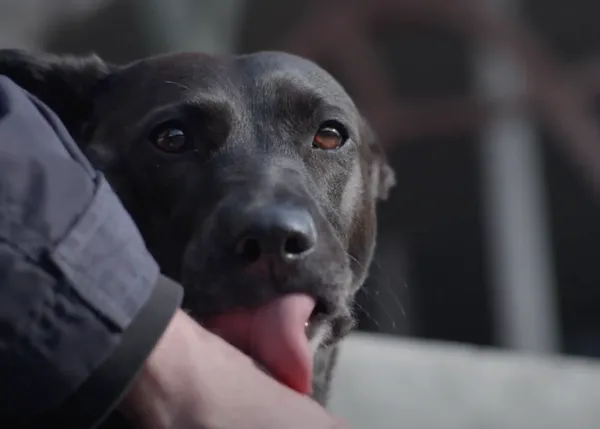 #VínculosQueDanVida: retratos de cómo los perros transforman la vida de las personas