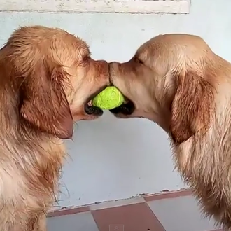 Compartir es vivir, versión trío de Golden Retrievers con una …
