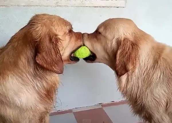 Compartir es vivir, versión trío de Golden Retrievers con una pelota de tenis