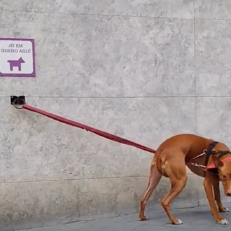 #NoAparquesATuPerro: una recomendación clave para evitar los robos de canes