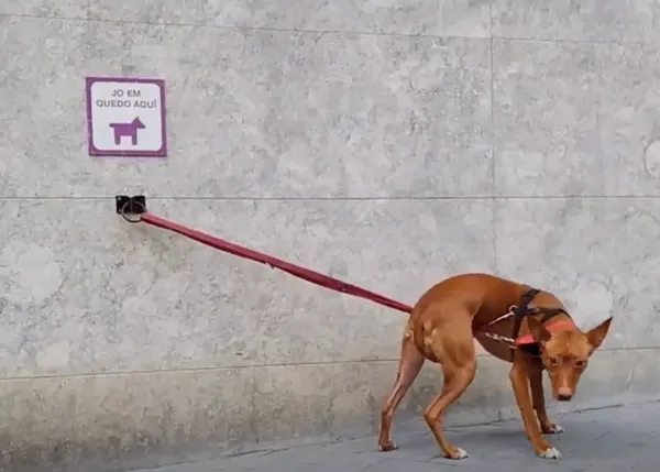 #NoAparquesATuPerro: una recomendación clave para evitar los robos de canes