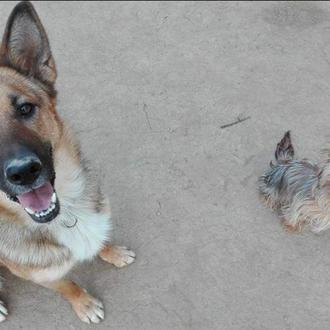 Más de 5000 perros y gatos adoptados a través de …