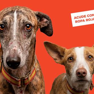 Protesta el 11 de abril para exigir que los perros …