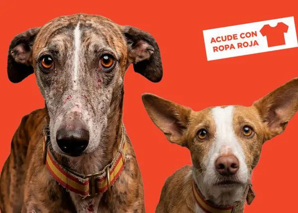 Protesta el 11 de abril para exigir que los perros de caza y trabajo estén protegidos por la ley #MismosPerrosMismosDerechos