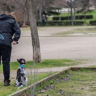 ¿Comida o caricias, qué hace que los perros establezcan una …
