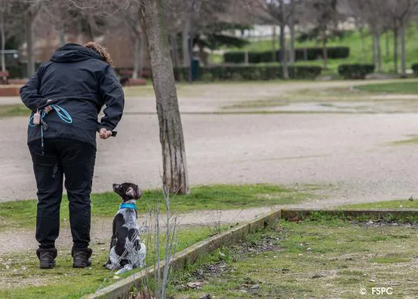 ¿Comida o caricias, qué hace que los perros establezcan una relación próxima con personas desconocidas?