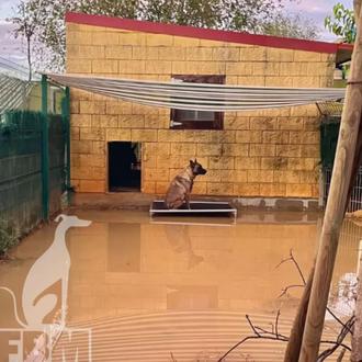 Las lluvias torrenciales en Andalucía afectan a diversas protectoras: necesitan …