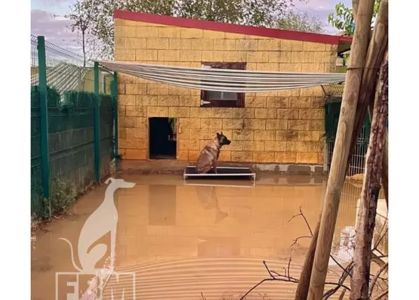 Las lluvias torrenciales en Andalucía afectan a diversas protectoras: necesitan ayuda