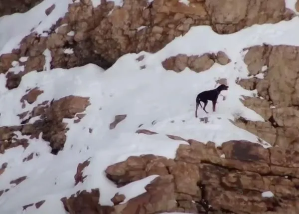 Pequeño milagro navideño para una familia cuya perra se había perdido en la montaña