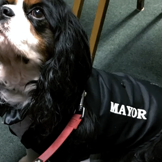 Murfee, el perro alcalde: ya lleva dos mandatos y ha …