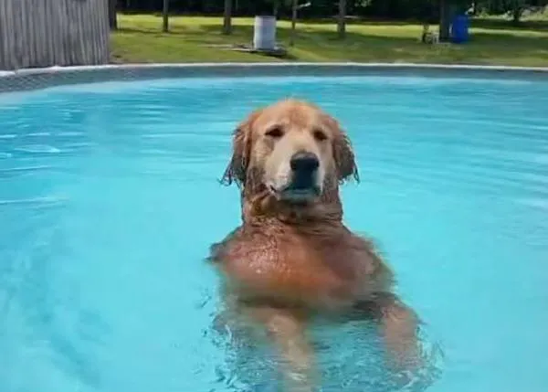 El perro adicto a la piscina: Duke, un genial Golden Retriever al que no hay quien saque del agua