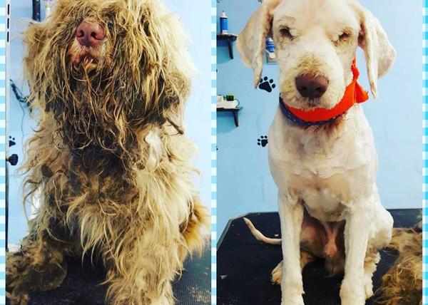 Una peluquera trabaja de noche para ayudar a un perro recién rescatado y con tanto pelo que no podía ni andar