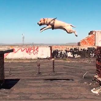 El perro parkour ataca de nuevo: TreT en acción
