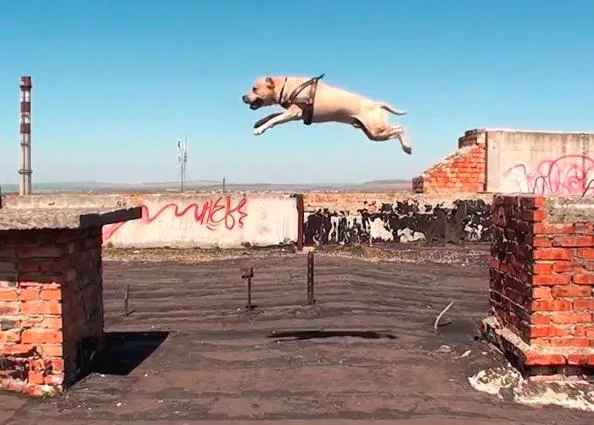 El perro parkour ataca de nuevo: TreT en acción