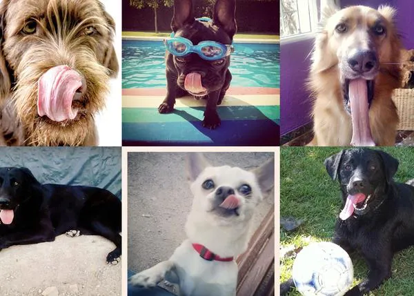 #lenguasfuera: más y más canes guapos se apuntan a sacar la lengua con estilo