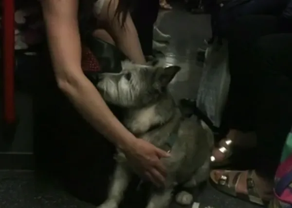 ¿Qué pasa cuando el Metro se estropea, media hora, y hay un perro dentro?
