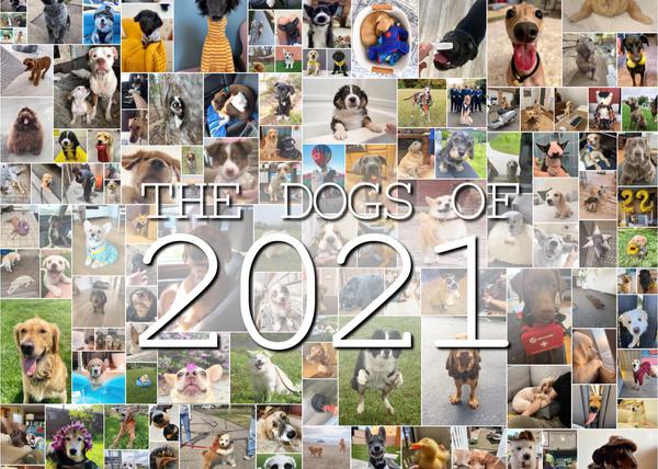 Los perros de 2021: una celebración de los momentos felices que nos regalan nuestros canes