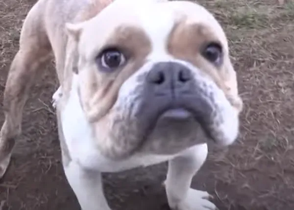 Un perro con discapacidad, fruto de la cría irresponsable, el perro más feliz del mundo