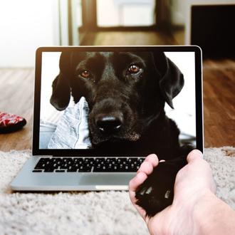Ver vídeos de perros reduce el estrés y aumenta la …