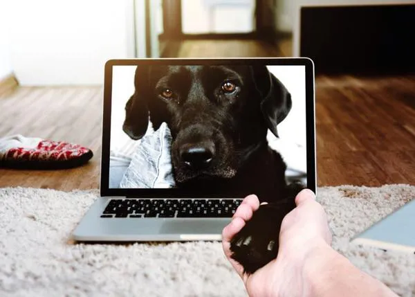 Ver vídeos de perros reduce el estrés y aumenta la felicidad en las personas, dice la ciencia
