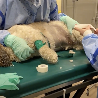Quimioterapia en perros: un tratamiento cada vez más frecuente, con …