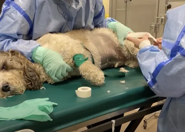 Quimioterapia en perros: un tratamiento cada vez más frecuente, con menos efectos secundarios que en las personas