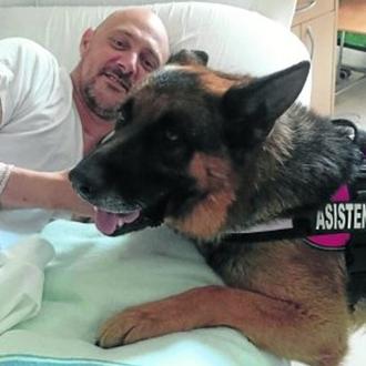 El emocionante encuentro en un hospital Cántabro entre un perro …