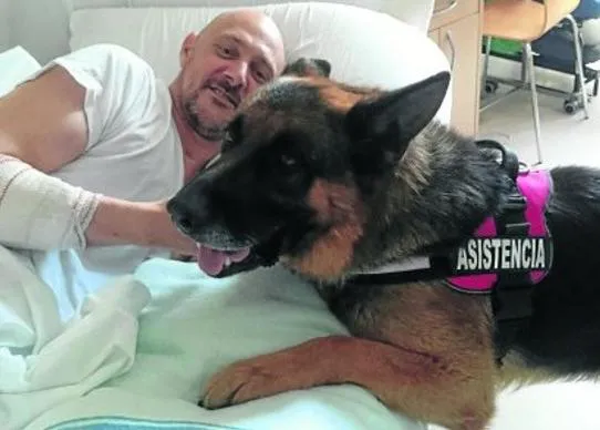 El emocionante encuentro en un hospital Cántabro entre un perro de servicio y su dueño 