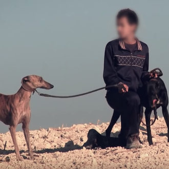 España, tierra de muerte de los Galgos: un spot busca …