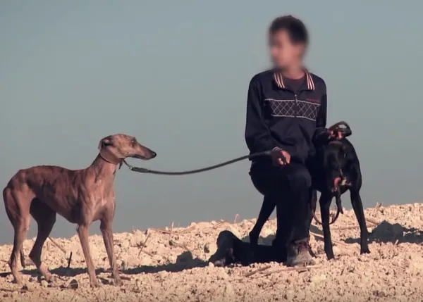 España, tierra de muerte de los Galgos: un spot busca concienciar y presionar para que cambie la legislación